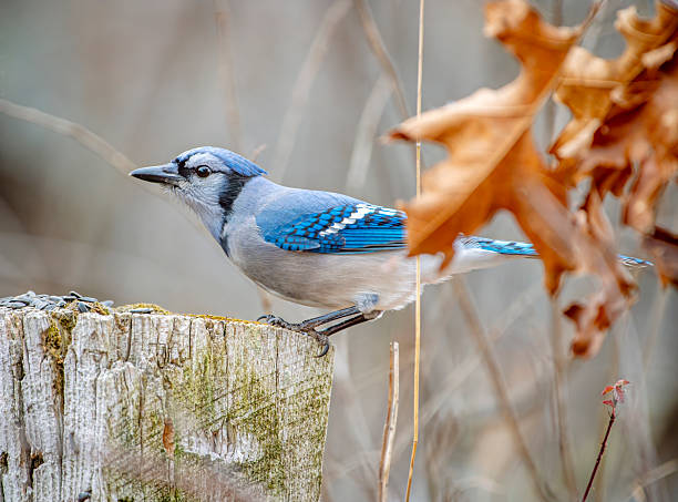 istock Blue Jay on Stump Partially Hidden by Winter Oak Leaves 2210749546