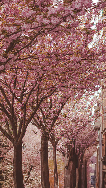 istock Sakura blossom alley represents calm awareness and visual mindfulness 2210754618
