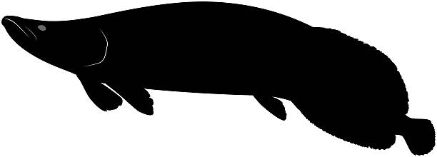 istock Silhouette illustration of swimming pirarucu 2210755171