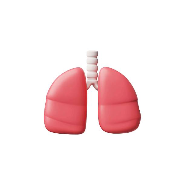 istock 3D realistic vector model of human lungs with trachea, Anatomy science concept, health respiration system internal organ 2210755530