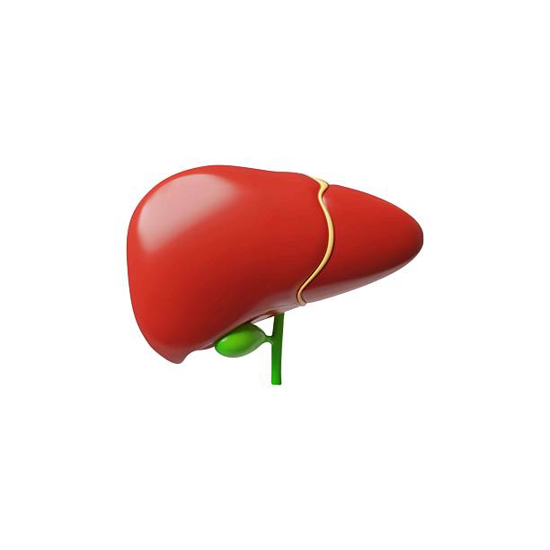 istock 3D realistic model of human liver, anatomy science concept, healthy hepatic system internal organ, vector medical design 2210755532