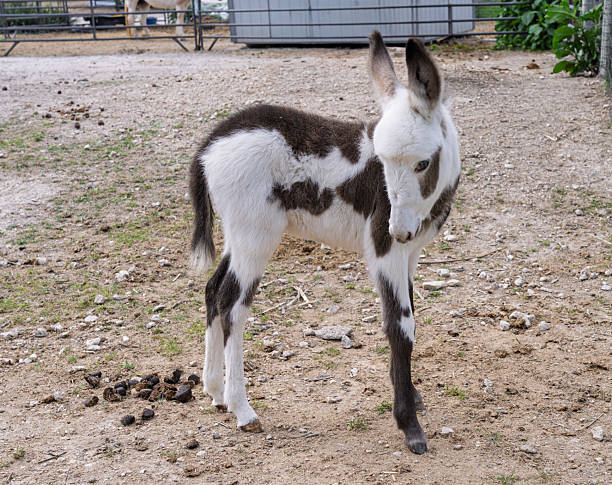 istock Cute small donkey foal in side view standing in dusty paddock or field 2210756418