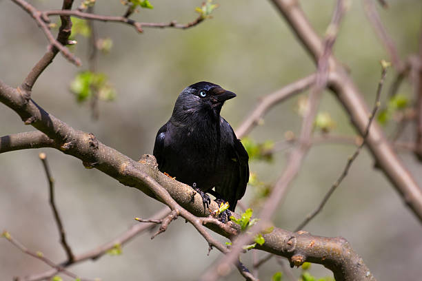 An Australian Raven (Corvus coronoides) foraging on the forest floor in a peaceful national park setting. Surrounded by native vegetation and earthy textures, the bird appears focused and alert