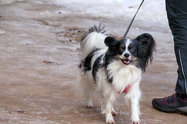a small, black and white papillon dog with large, butterfly-shaped ears, who is on a leash next to a person's feet on a snowy surface.
