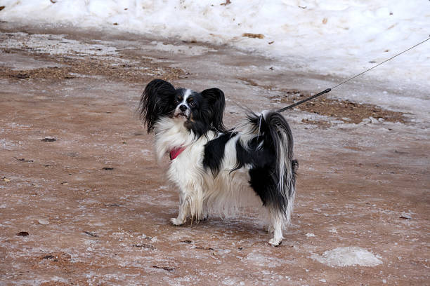 a small, black and white papillon dog with large, butterfly-shaped ears, who is on a leash next to a person's feet on a snowy surface.