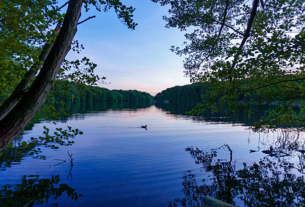 A peaceful evening scene at Schlachtensee lake in Berlin-Steglitz, showing a duck swimming in calm water, surrounded by forest and framed by twilight colors.