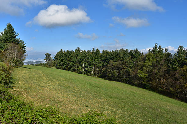 istock Rolling Hill with a Thick Copse of Evergreen Trees 2210760694