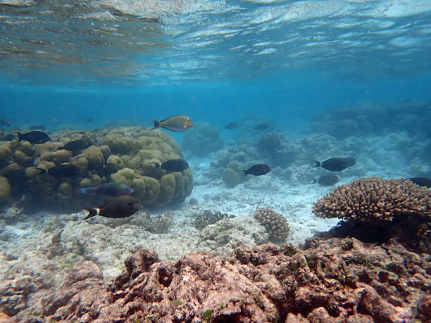 istock coral reef snorkeling 2210763056