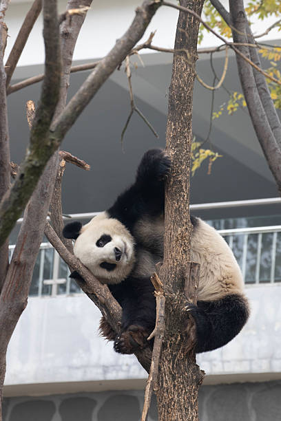 istock Close up Funny Pose of Fluffy Panda 2210763211