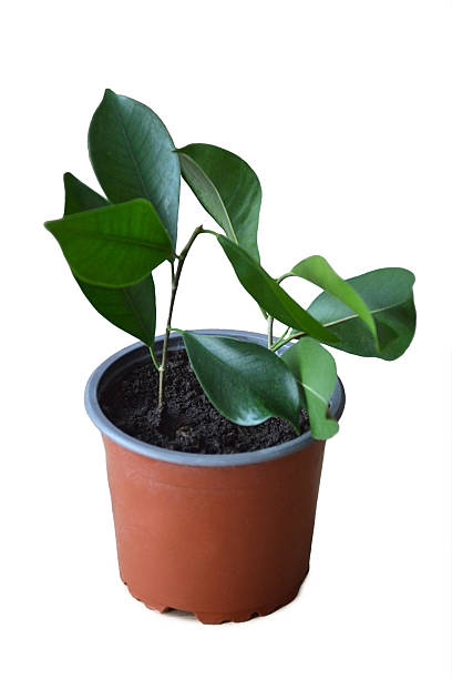 istock Ficus Benjamin propagation by cuttings. Houseplant care concept. 2210763476