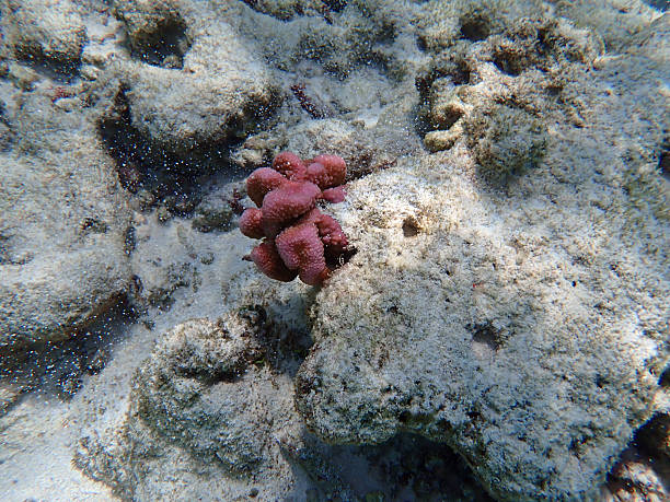 istock coral reef snorkeling 2210763667