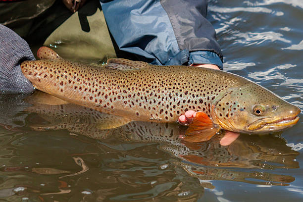 istock Large solitary Brown Trout being released back into the blue ribbon Bow River in Calgary, Alberta 2210764642
