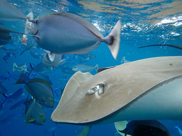 istock stingray in the ocean 2210765958