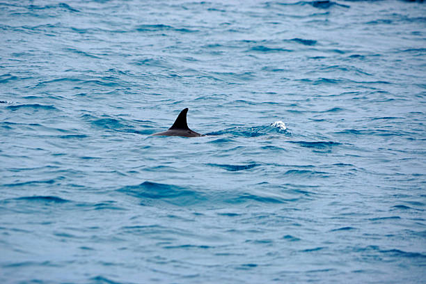 istock shark in the ocean 2210766263