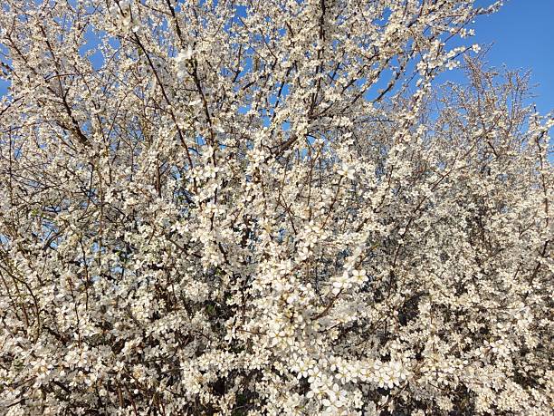 istock Prunus cerasifera tree in full bloom with delicate pale flowers.Description: A Prunus cerasifera, commonly known as cherry plum, covered in soft white to light pink blossoms, marking the early signs 2210766672