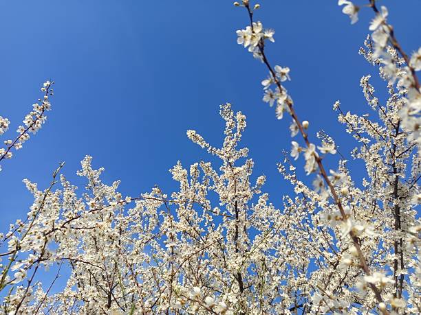 istock Prunus cerasifera tree in full bloom with delicate pale flowers.Description: A Prunus cerasifera, commonly known as cherry plum, covered in soft white to light pink blossoms, marking the early signs 2210767268