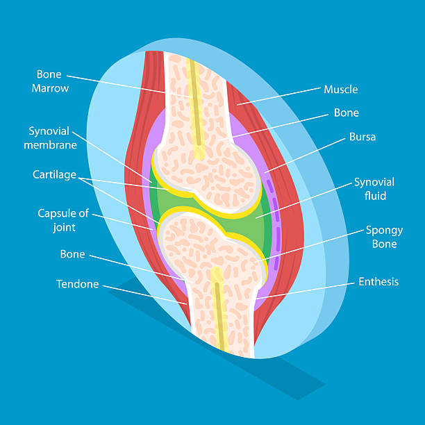 istock 3D Isometric Flat Vector Illustration of Anatomy Of Joints 2210772263