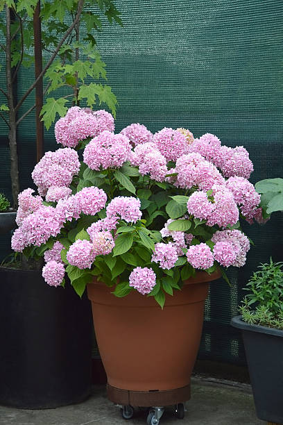 istock Hydrangea flower plant growing in the flowerpot 2210773574