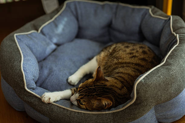 istock Cat Sleeping in Cozy Blue Pet Bed 2210775027