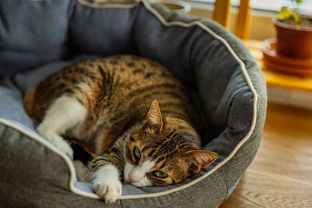 istock Cat Sleeping in Cozy Blue Pet Bed 2210775088