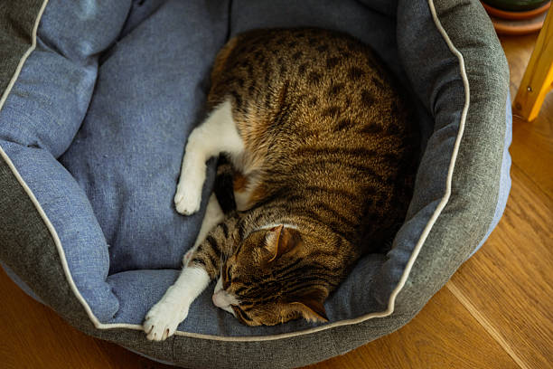 istock Cat Sleeping in Cozy Blue Pet Bed 2210775089