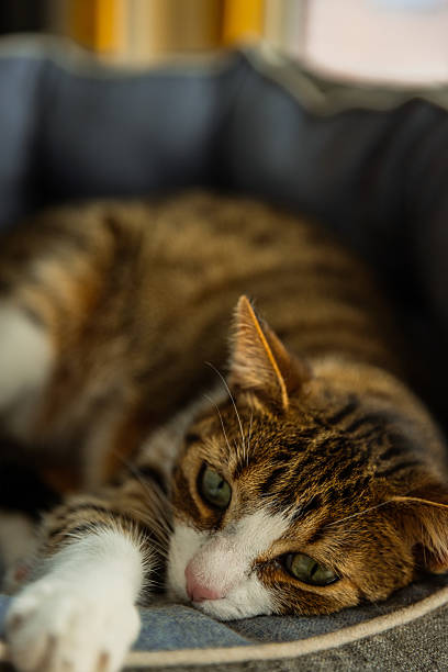 istock Cat Sleeping in Cozy Blue Pet Bed 2210775170