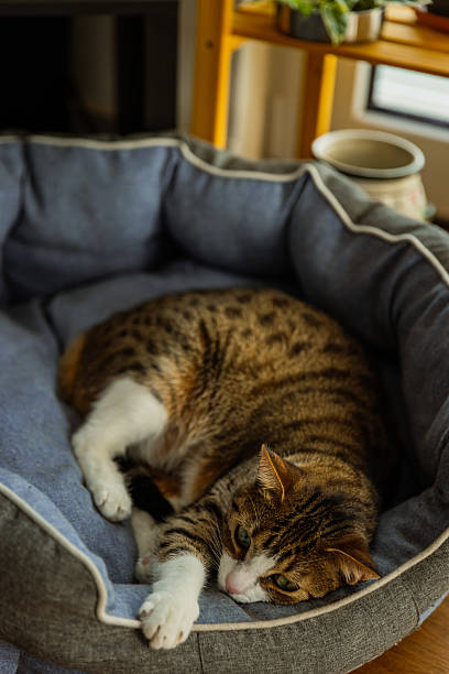 istock Cat Sleeping in Cozy Blue Pet Bed 2210775178
