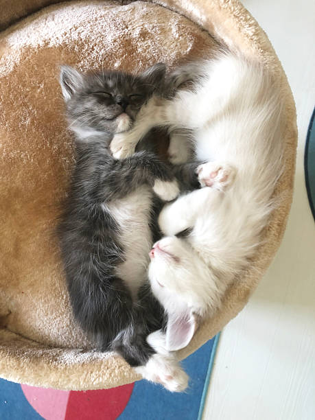 istock two cute kittens white and gray are sleeping cuddled next to each other. 2210775856