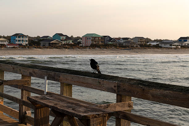 A black bird rests on a wooden fishing pier with Oak Island's beachfront homes in the background in North Carolina.