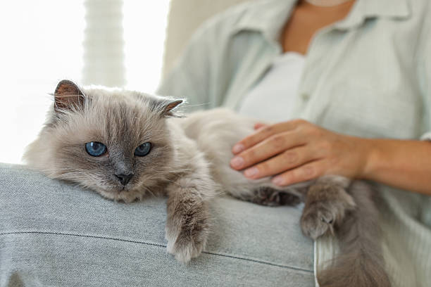 istock Woman with cute kitten at home, closeup 2210780865