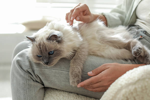 istock Woman with cute kitten at home, closeup 2210780889