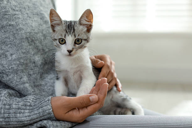 istock Woman with cute kitten at home, closeup 2210780906