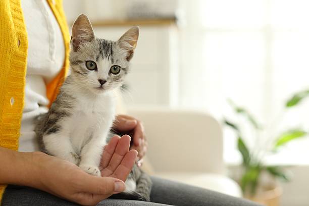 istock Woman with cute kitten at home, closeup. Space for text 2210780917