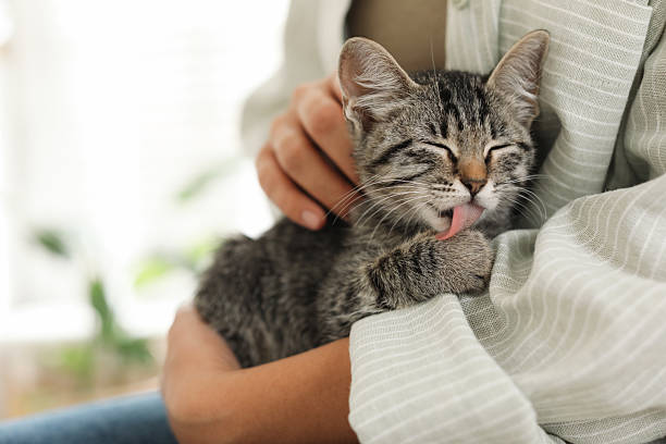 istock Woman with cute kitten at home, closeup 2210780924