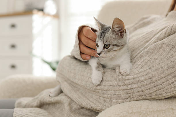 istock Woman with cute kitten at home, closeup 2210780941