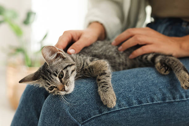 istock Woman with cute kitten at home, closeup 2210780965