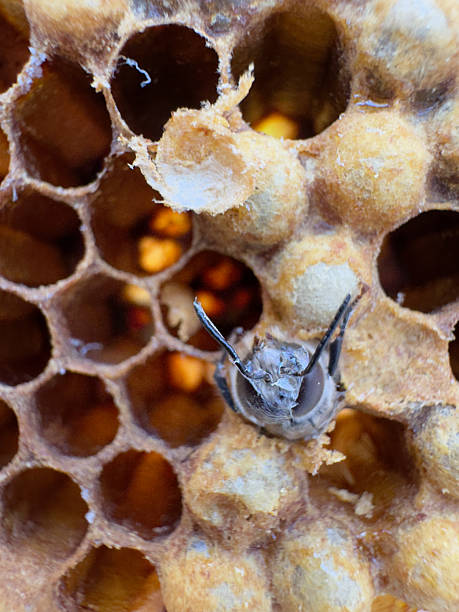 istock Close-up of young honey bees 2210783622