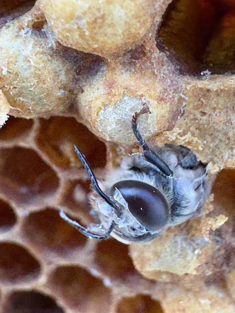 istock Close-up of young honey bees 2210783654