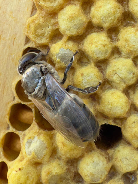 istock Macro of a male honey bee (drone) 2210783684