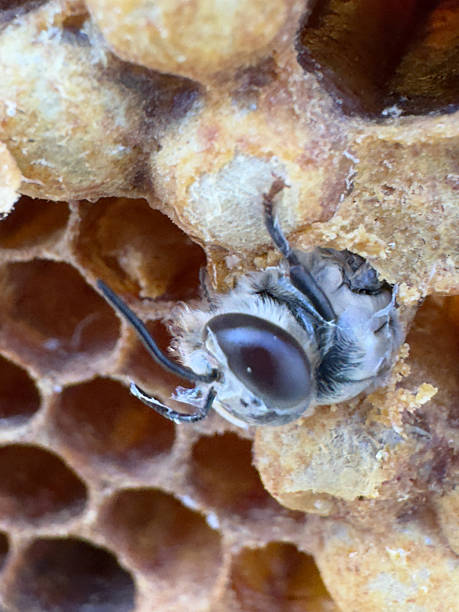 istock Close-up of young honey bees 2210783691