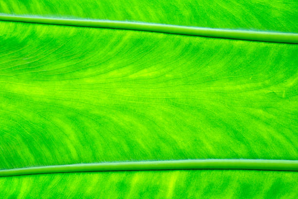 close-up of a green leaf