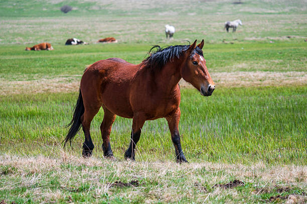 Some other horse pictures: