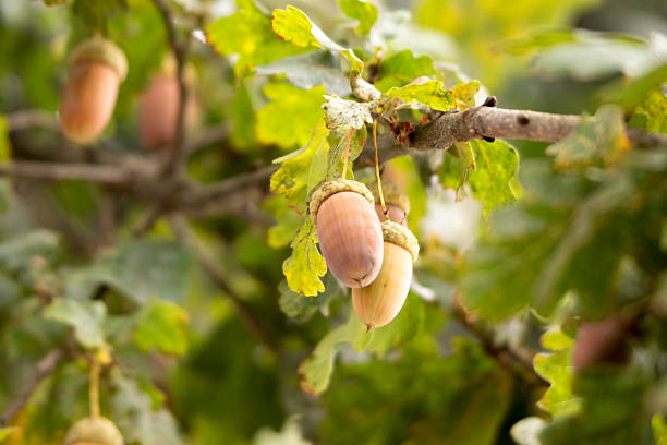acorns on the branches of a tree, autumn colors