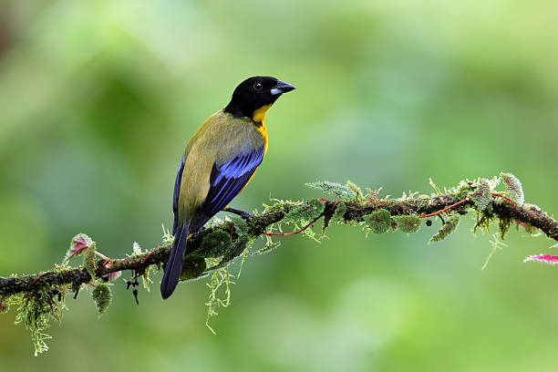 istock The black-chinned mountain tanager 2210794649