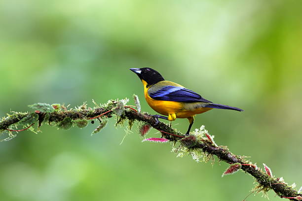 istock The black-chinned mountain tanager 2210794655