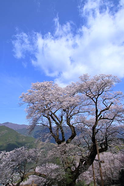 istock Hyotan Sakura tree, Majestic (Niyodogawa Town, Kochi Prefecture) 2210796360