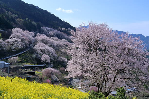 istock Niyodogawa Town Sakura District, Spring is coming (Kochi Prefecture, Shikoku) 2210796384