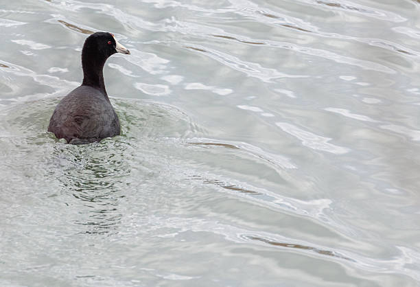 Close up view of an American coot from the back