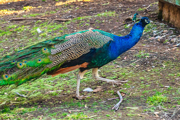 istock Peacock walking on a green meadow with grass 2210796910