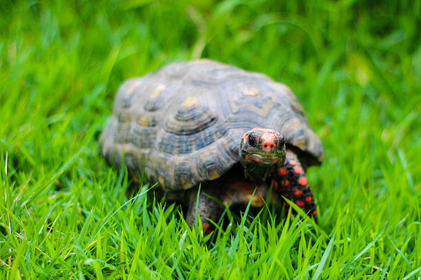 Turtle in forest